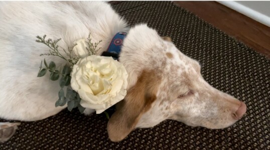 Dog Collar Flowers